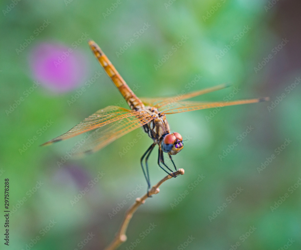 Closeup detail of red eyed dragonfly on plant stalk Closeup detail of red eyed dragonfly on plant stalk