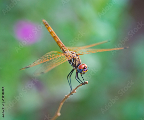 Closeup detail of red eyed dragonfly on plant stalk