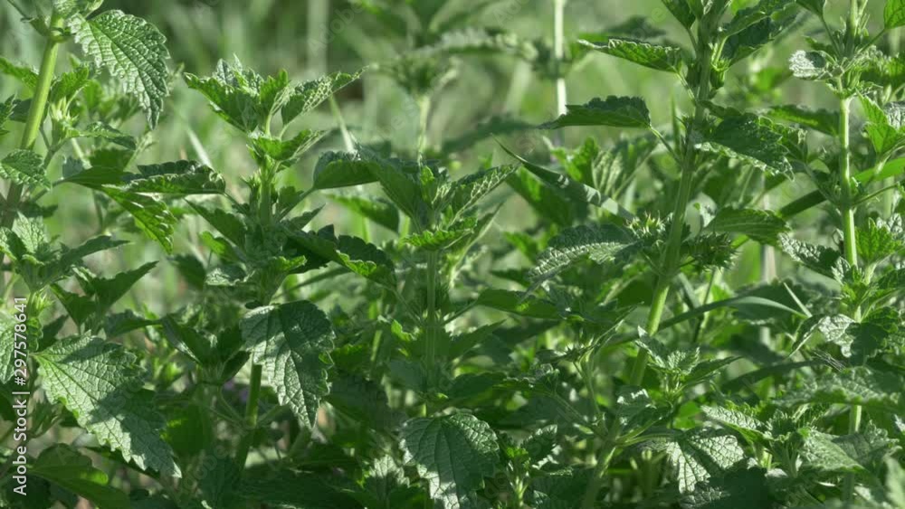 Urtica dioica, shalow DOF known as medical plant, common nettle, stinging nettle, or nettle leaf, ornettle or stinger, is flowering plant in family Urticaceae, used in naturopathy Urtica dioica, shalow DOF known as medical plant, common nettle, stinging nettle, or nettle leaf, ornettle or stinger, is flowering plant in family Urticaceae, used in naturopathy