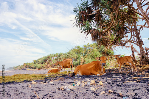 Slika na platnu A number of cows resting on a beach; Indonesia, Bali