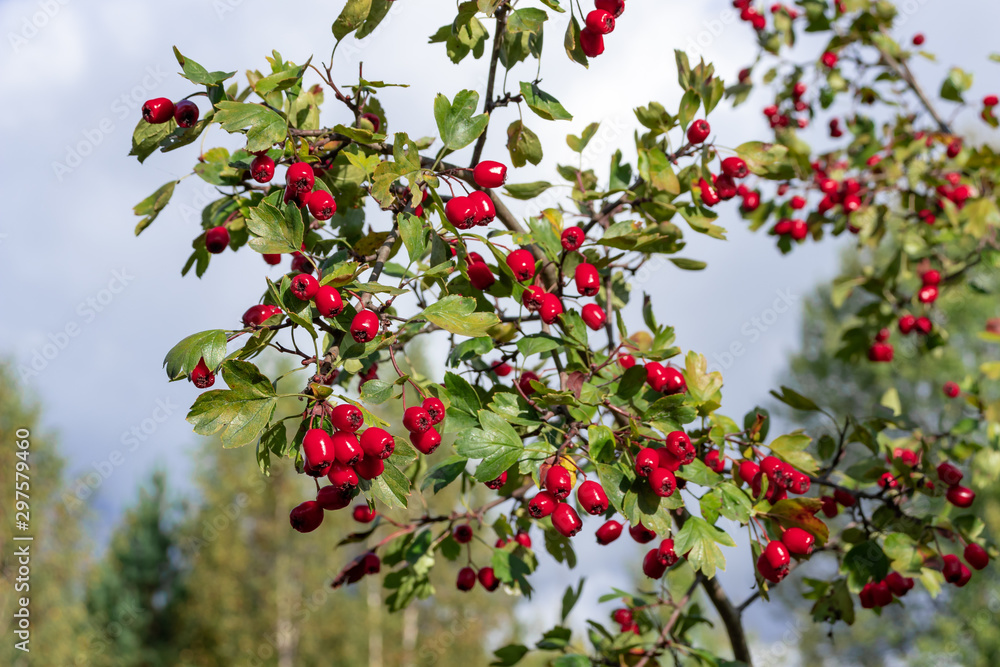 Bunch of Red Ripe Hawthorn Berries Against a Sky