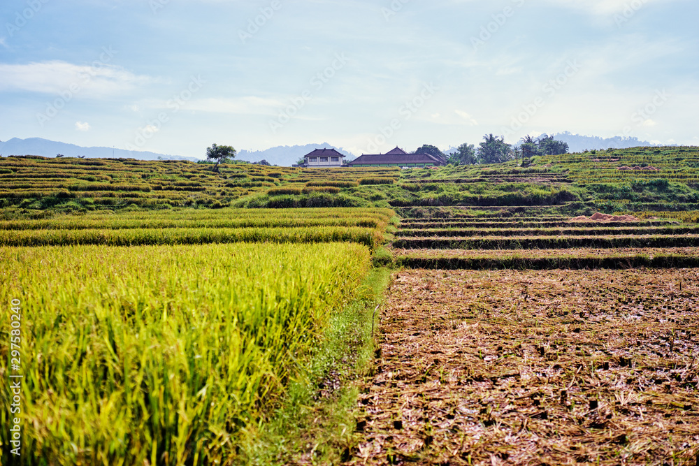 Terraced rice farmland in rural area of Bali island.