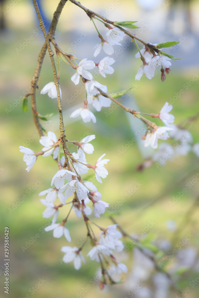 小さいな花をつけるシダレザクラ 小さいな花をつけるシダレザクラ