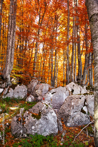 beautiful background of golden autumn forest