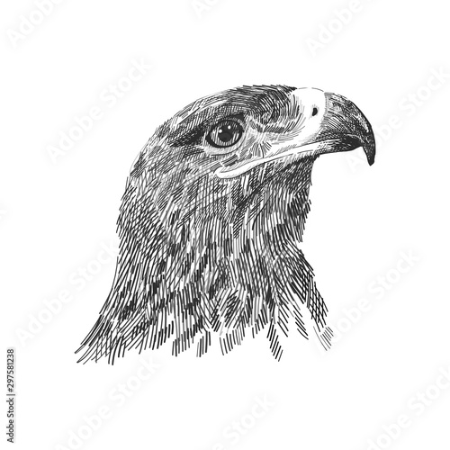 The saker falcon Falco cherrug black and white vector illustration. Hand drawn sketch drawing. Bird for falconry, wildlife animal, falcon head portrait.