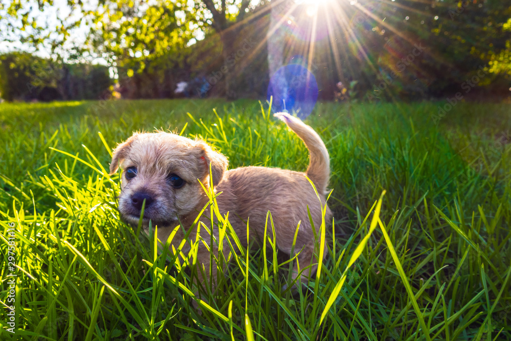 Brown puppy in enlightened grass - obrazy, fototapety, plakaty 