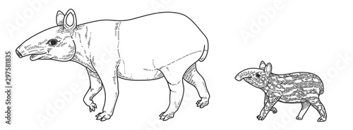 illustration of Tapir.