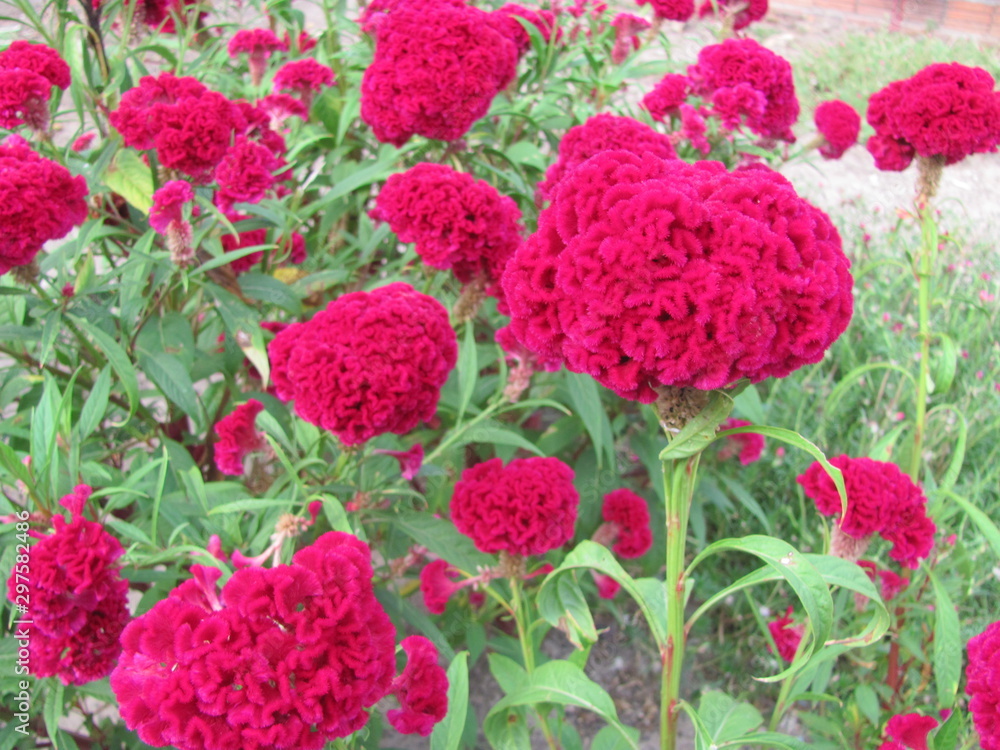Flores mais belas Flores mais belas