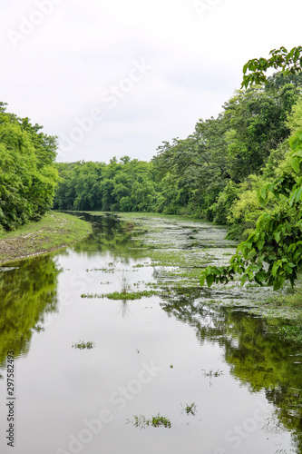 Wild landscape in the Chitwan National Park  Nepal