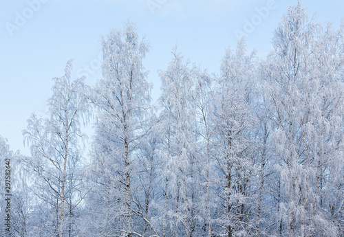 frozen birches under light blue sky