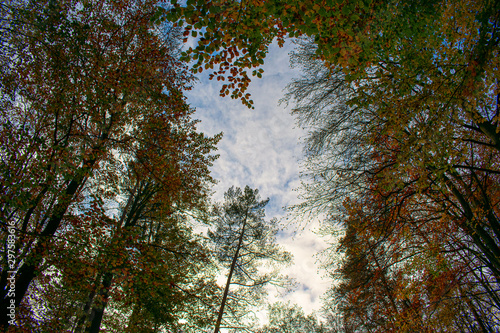 Fototapeta Naklejka Na Ścianę i Meble -  Jesień, odloty ptaków , liście, drzewa, las.