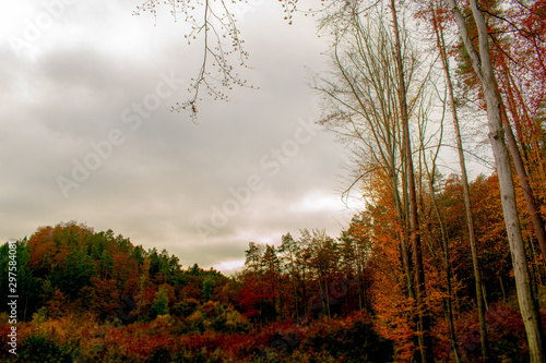 Fototapeta Naklejka Na Ścianę i Meble -  Jesień, odloty ptaków , liście, drzewa, las.