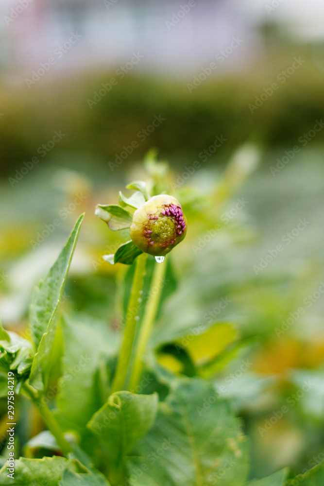 unopened flower Bud Aster under raindrops unopened flower Bud Aster under raindrops