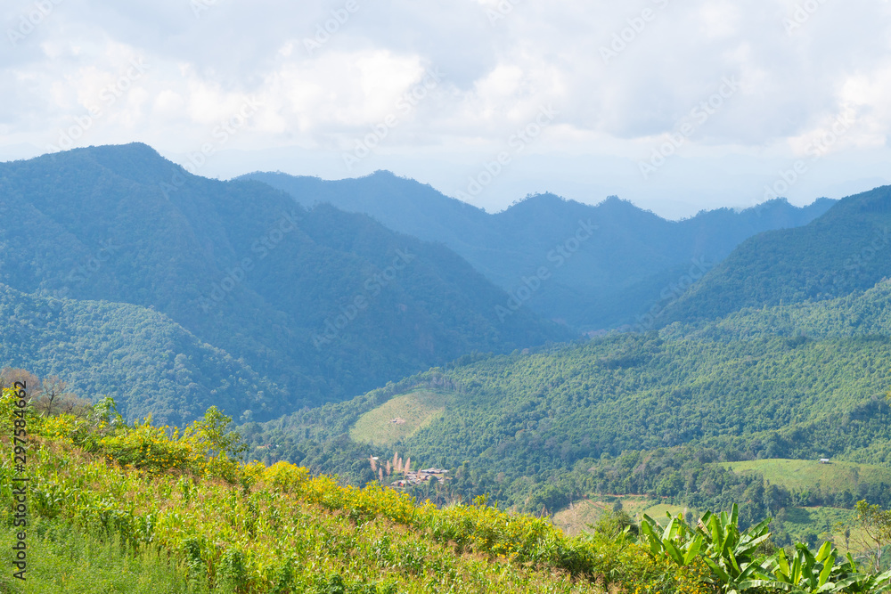 Landscape of forest and mountain.