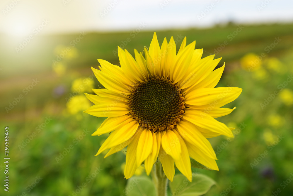 Fototapeta premium Sonnenblume im wunderschönen Rapsfeld