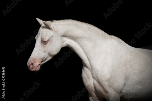 Portrait of a beautiful white horse on black background isolated © Svetlana