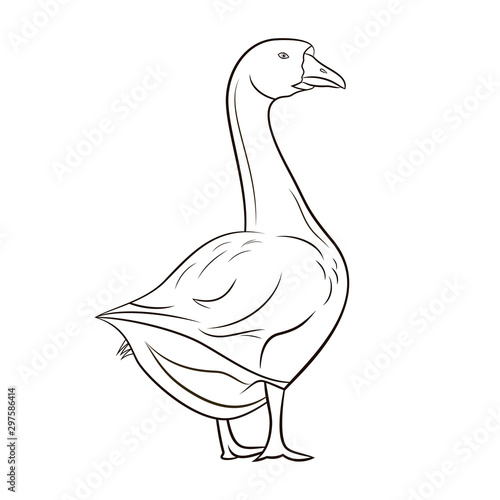 One goose is isolated on white background, line art.