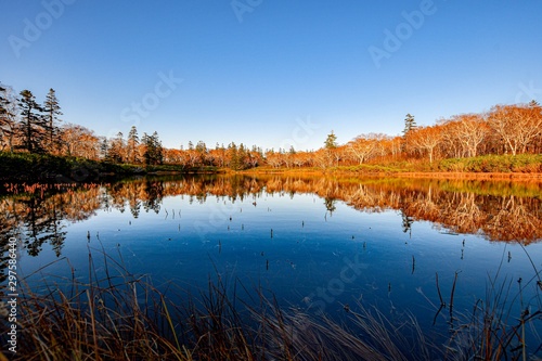 reflection of trees in lake