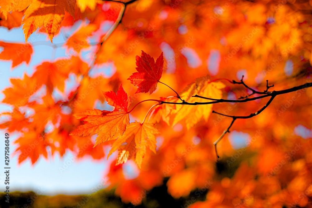 autumn leaves on tree autumn leaves on tree