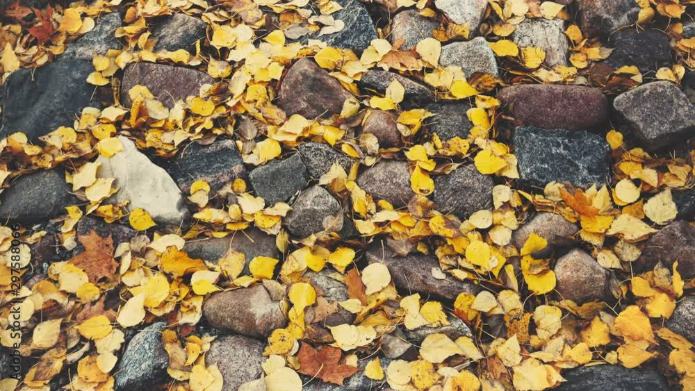 Yellow leaves on the stones in autumn Yellow leaves on the stones in autumn