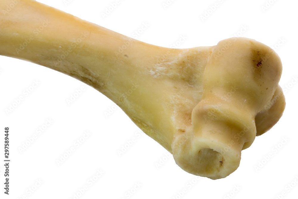 Fototapeta premium Femur bone of cow isolated on a white background