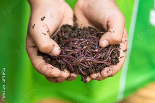 Child hands holding Fertile soil and earthworms on green background.