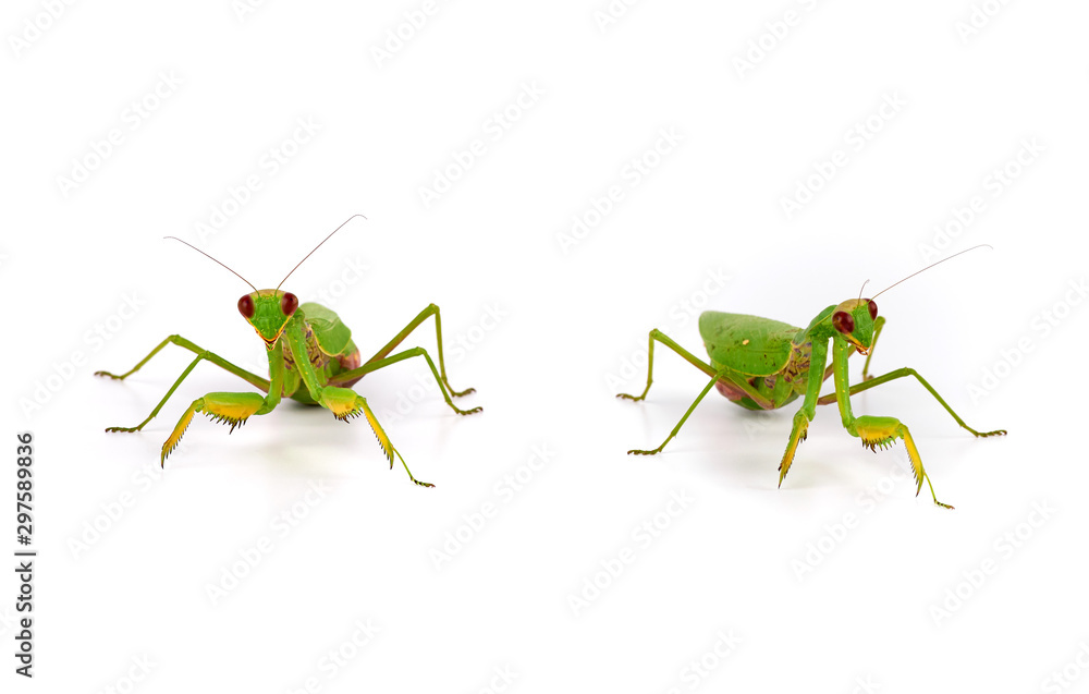 green mantis stands on a white background - obrazy, fototapety, plakaty 