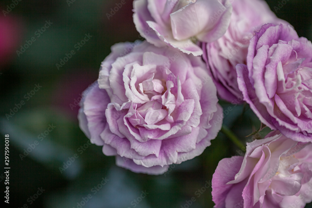 rose / cultivars / Diana Holman / ダイアナホルマン
