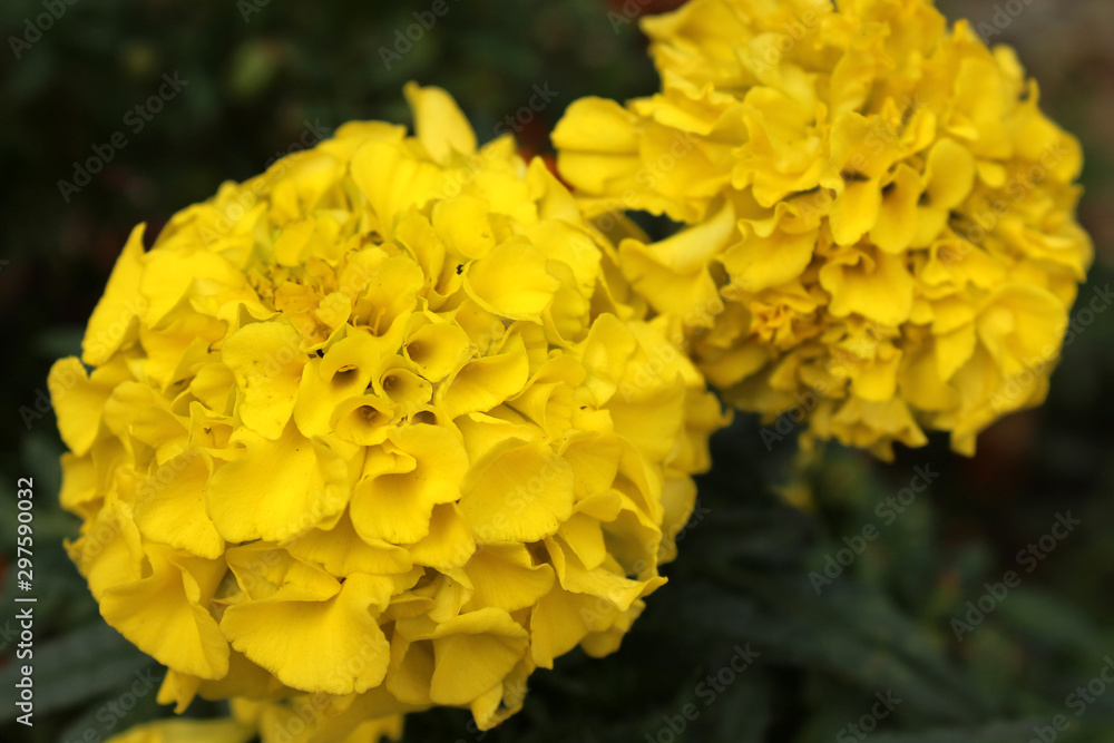 Two yellow french marigold flowers Two yellow french marigold flowers
