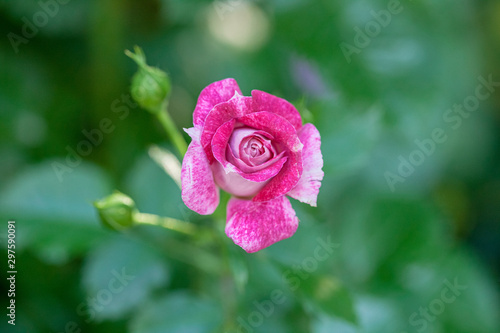 rose / cultivars / Let's Celebrate / レッツセレブレイト