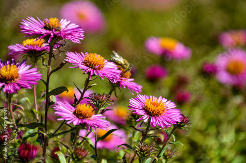 Aromatische Aster   Blumen in Lila Rosa   Blumenmeer   Garten   Gartenparadies  Natur  mit Bienen   Beet