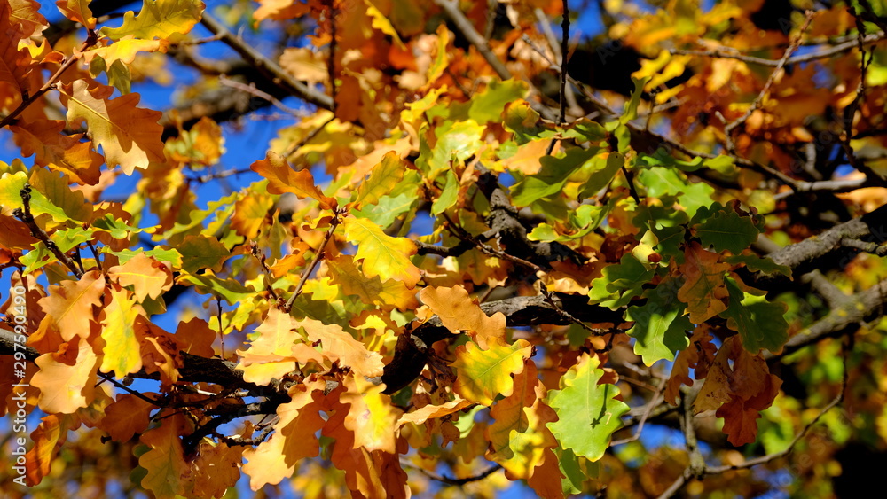Oak branches with yellow leaves. Autumn background for the designer Oak branches with yellow leaves. Autumn background for the designer