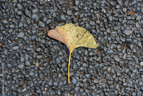 アスファルトにイチョウ