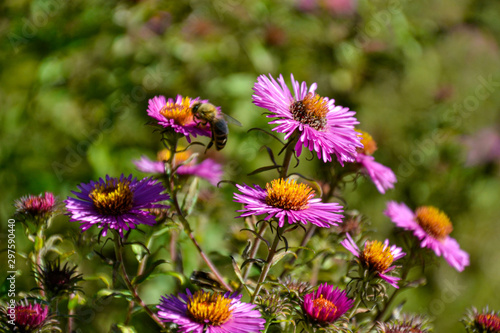 Aromatische Aster   Blumen in Lila Rosa   Blumenmeer   Garten   Gartenparadies  Natur  mit Bienen   Beet