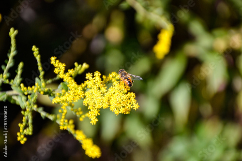 Blume Gelb mit Biene / flotter yellow with bees