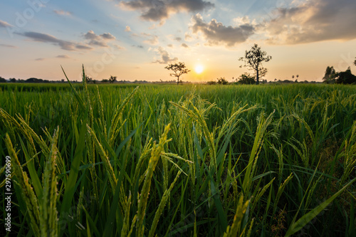 Rice field with sunrise or sunset in moning light