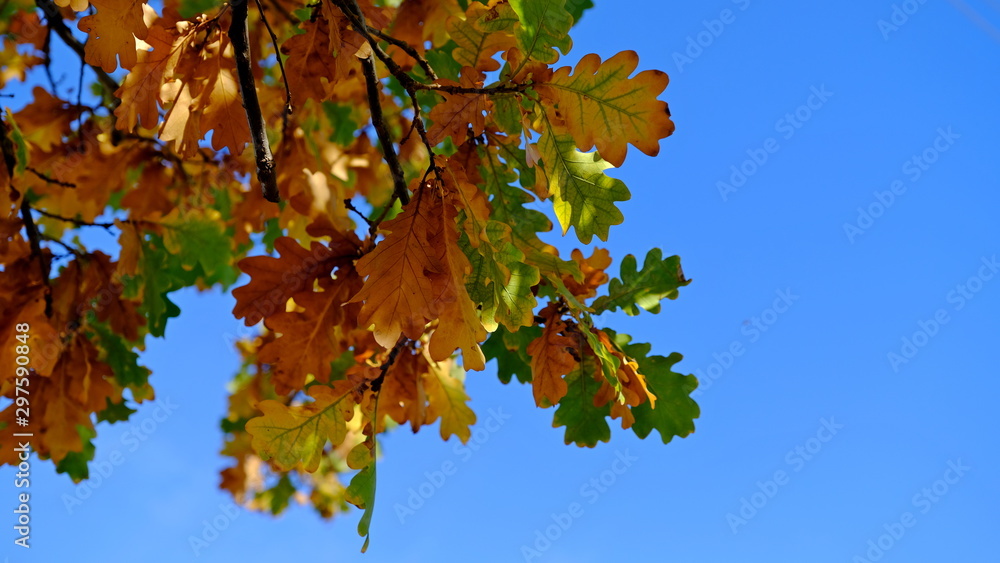 Oak branches with yellow leaves. Autumn background for the designer Oak branches with yellow leaves. Autumn background for the designer