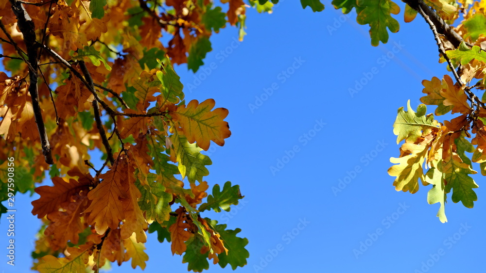 Oak branches with yellow leaves. Autumn background for the designer Oak branches with yellow leaves. Autumn background for the designer