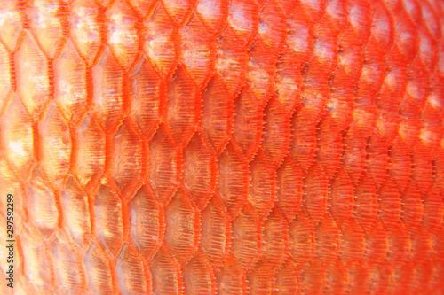 魚鱗