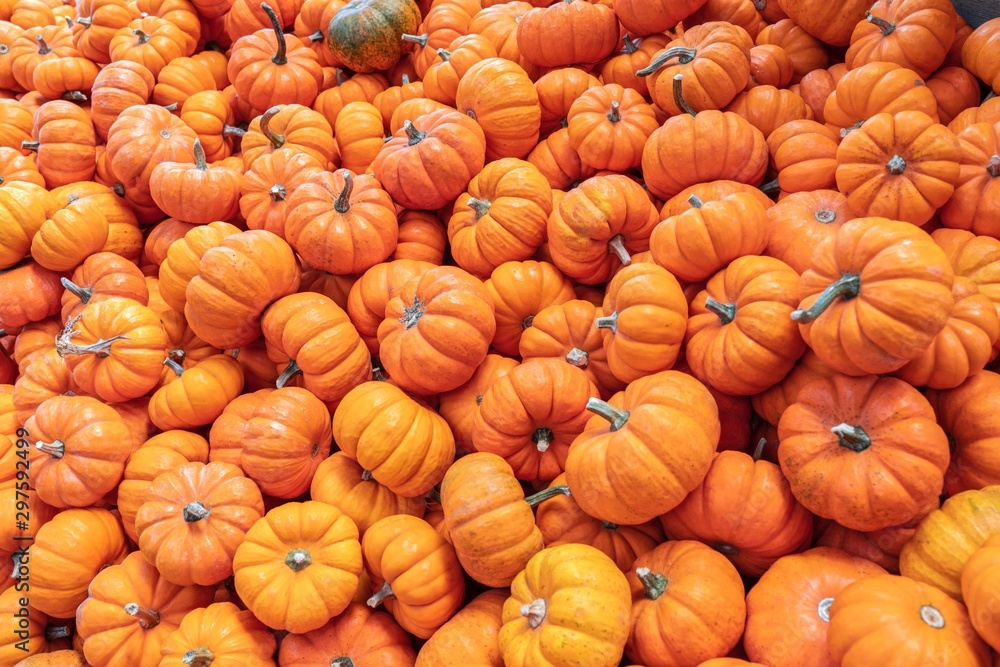pumpkins for sale at farmers market pumpkins for sale at farmers market