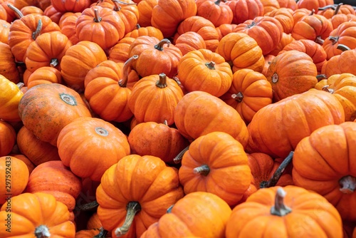 pumpkins for sale at farmers market