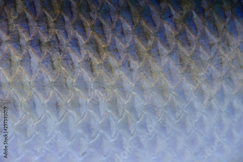 魚鱗