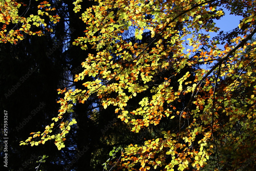 Feuilles aux couleurs d’automne