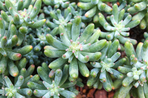 Sedum Pachyphyllum Cactus i...