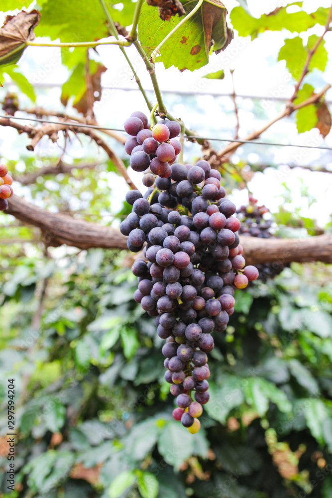 Grapes on plantations in Thailand.
