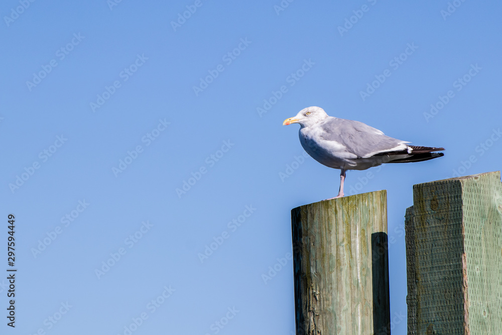 Obraz premium Seagull on a post