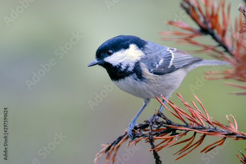 Fototapeta Coal tit is a small bird that lives in the woods