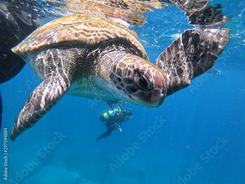 sea turtle swimming in water