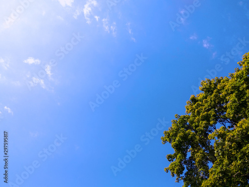 photo of a blue sky in the summer and green treetops