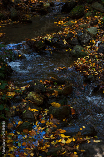 Forest stream surrounded with colorful autumn leaves, dark and mysterious